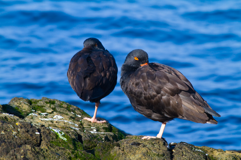 Black Oystercatchers